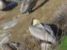 PICTURES/La Jolla Cove - Cormorants & Pelicans/t_IMG_8766.JPG
